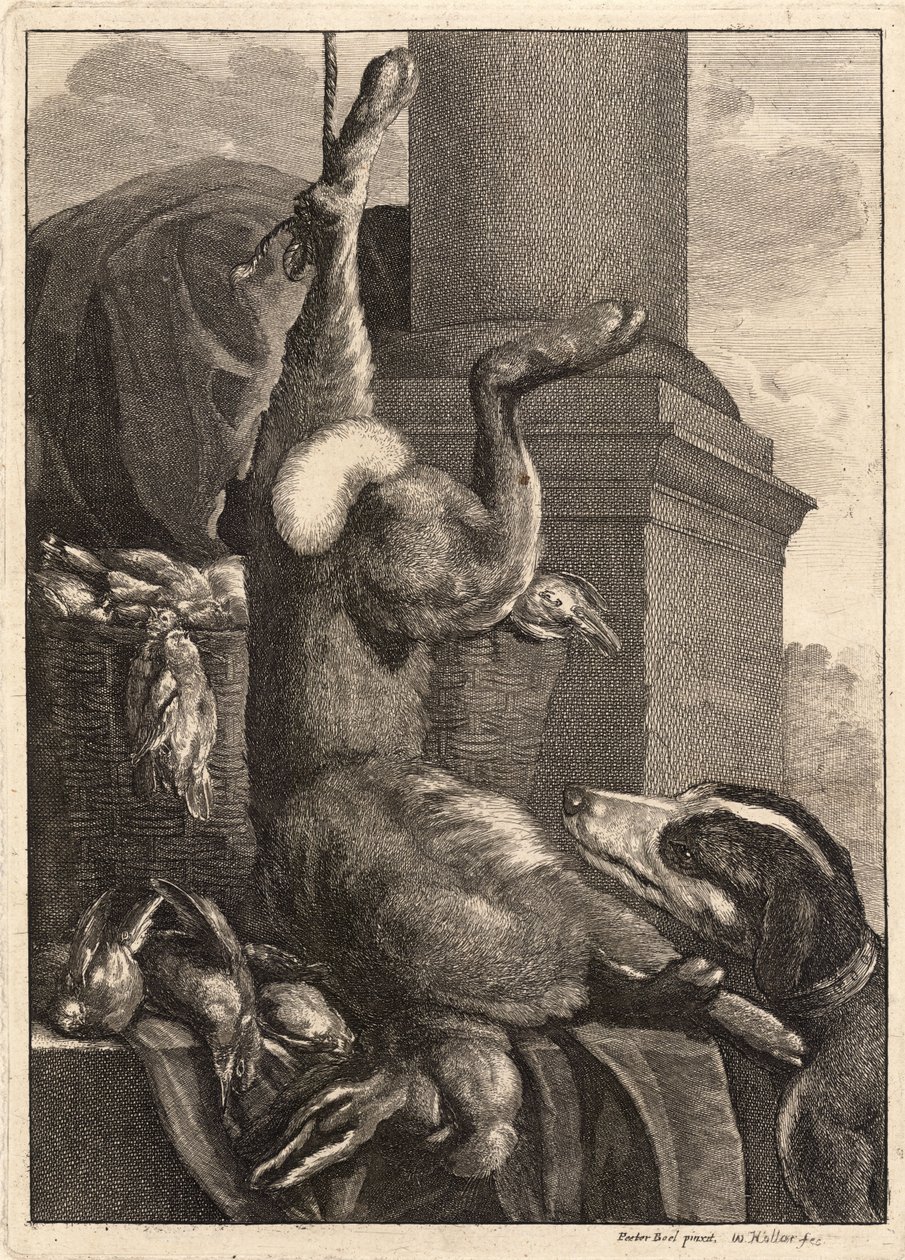 Mrtvý zajíc. Stav 3 od Wenceslaus Hollar