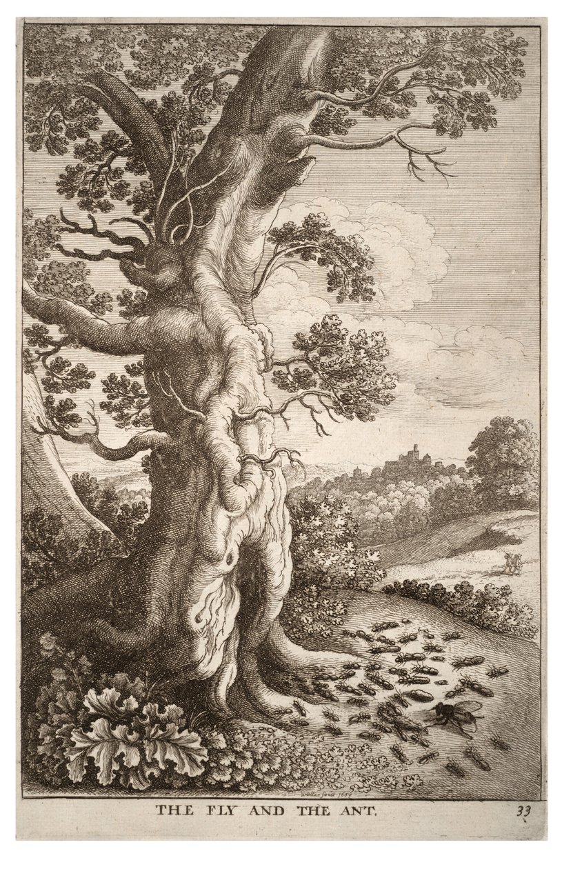 Moucha a mravenec od Wenceslaus Hollar