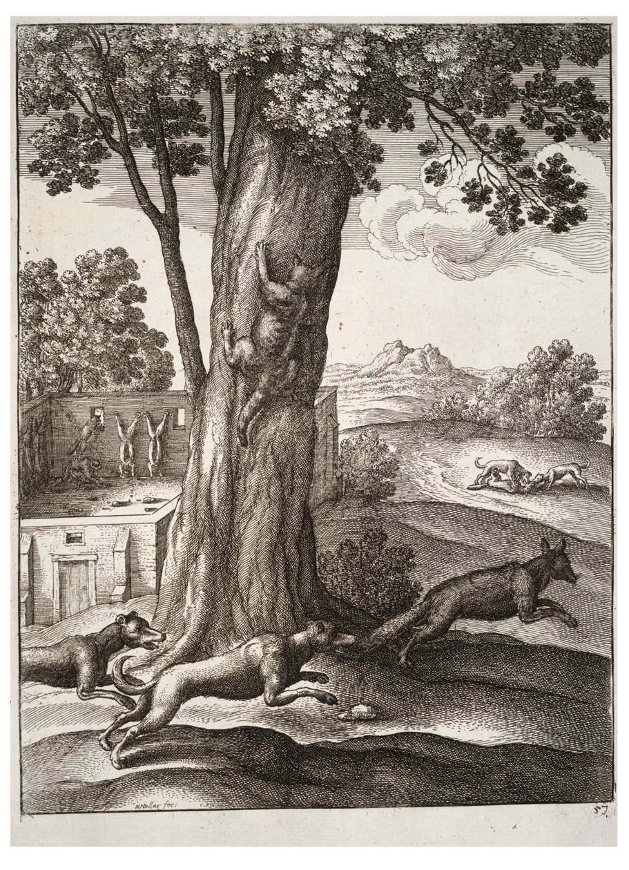 Liška a kočka od Wenceslaus Hollar