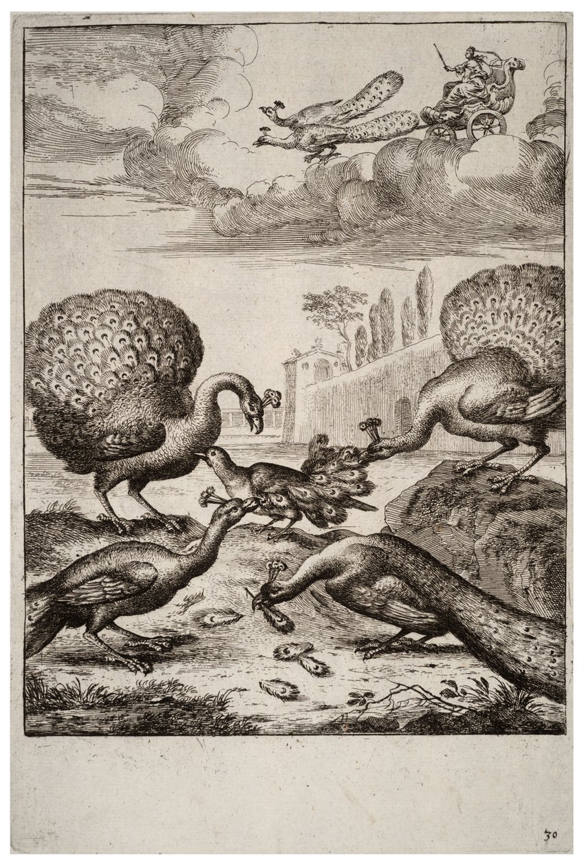 Sojka a pávi od Wenceslaus Hollar