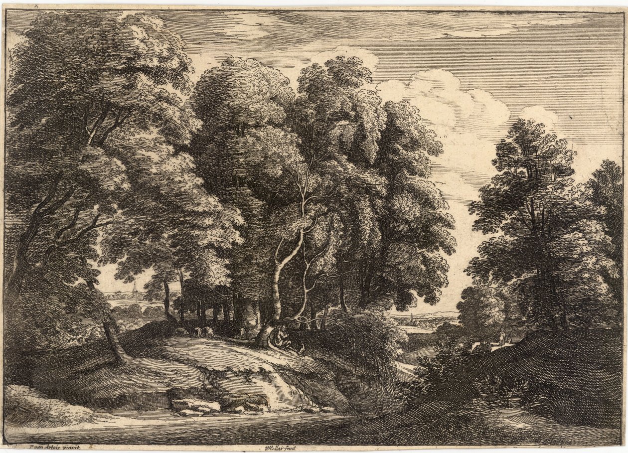 Ovčák ve dřevě od Wenceslaus Hollar