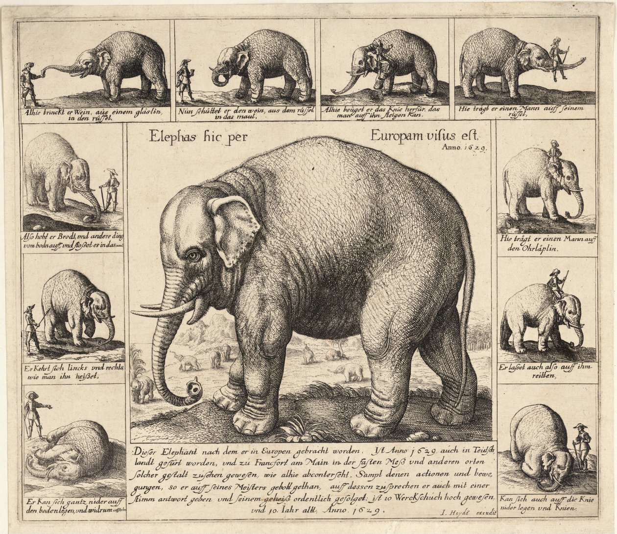 Krotký slon od Wenceslaus Hollar