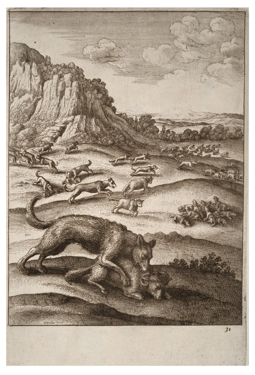 Vlci a ovce od Wenceslaus Hollar
