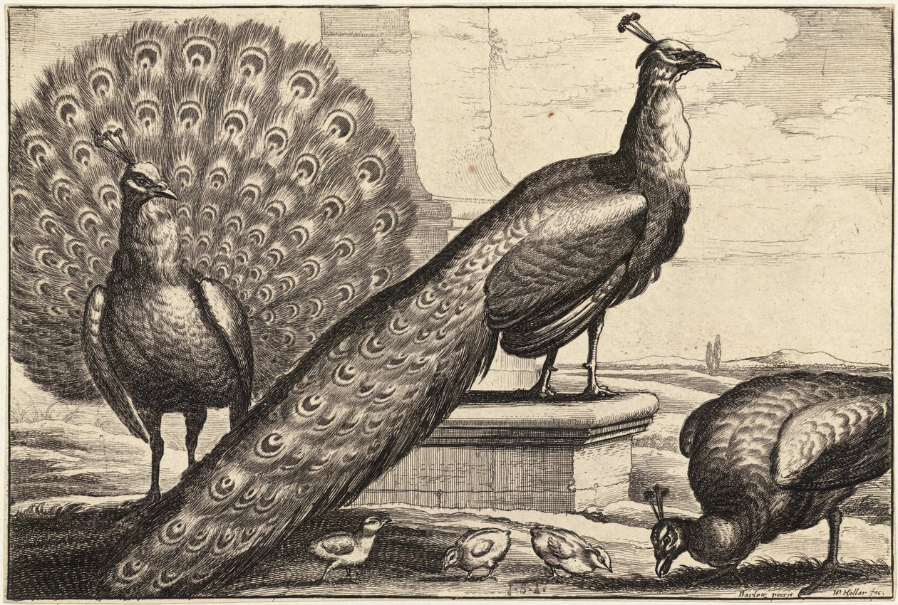 Tři pávi od Wenceslaus Hollar