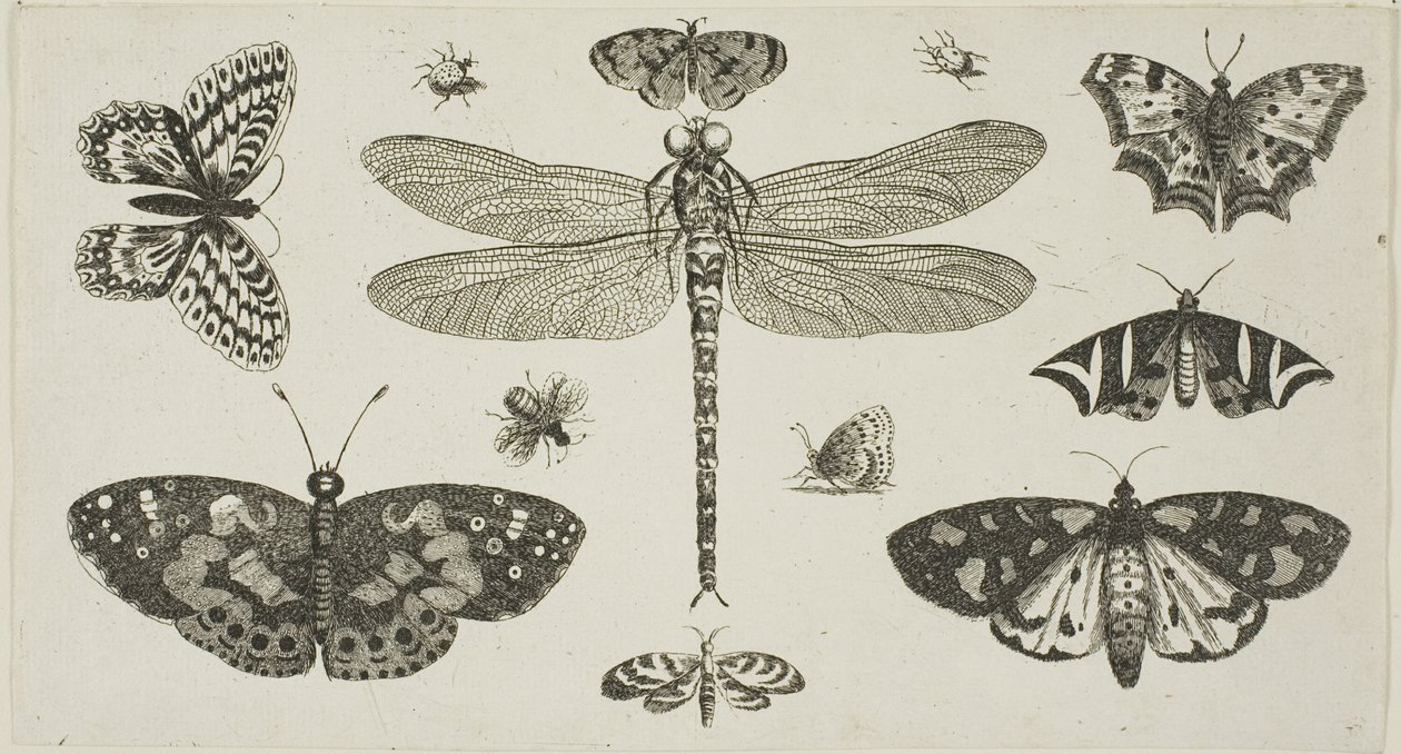 Vážka, berušky a motýli z Diversae Insectorum...Figurae od Wenceslaus Hollar