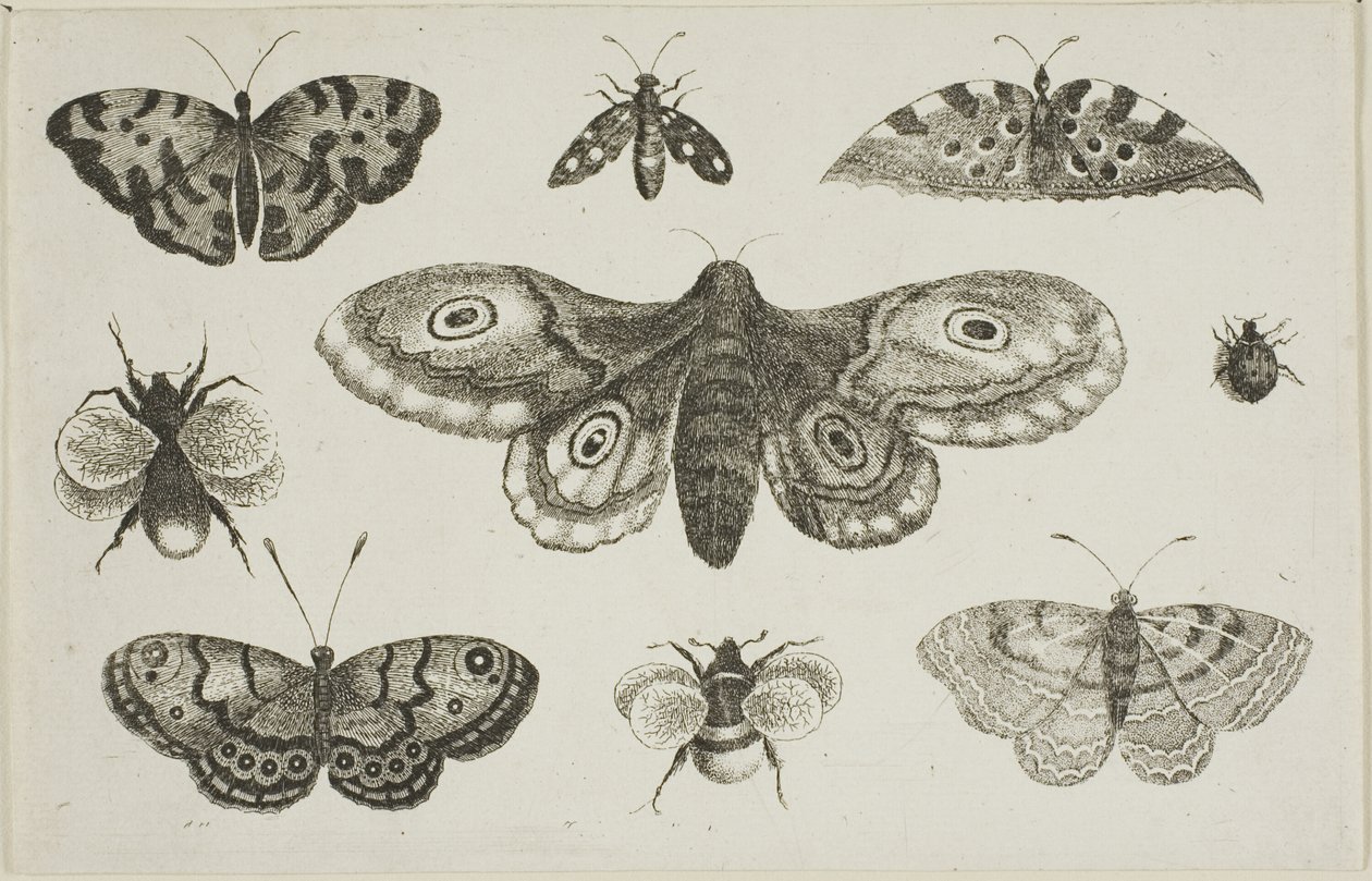 Můra, motýli a včely od Wenceslaus Hollar