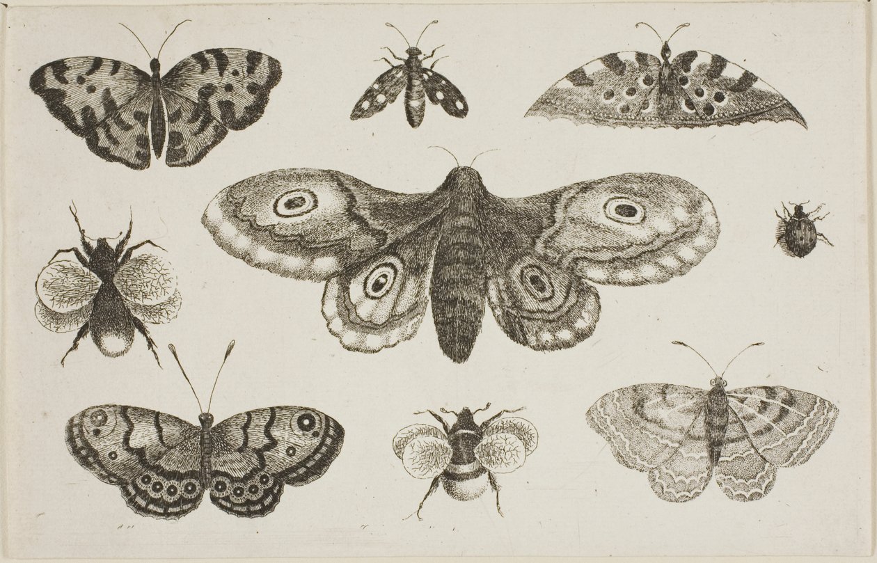 Můra, motýli a včely od Wenceslaus Hollar