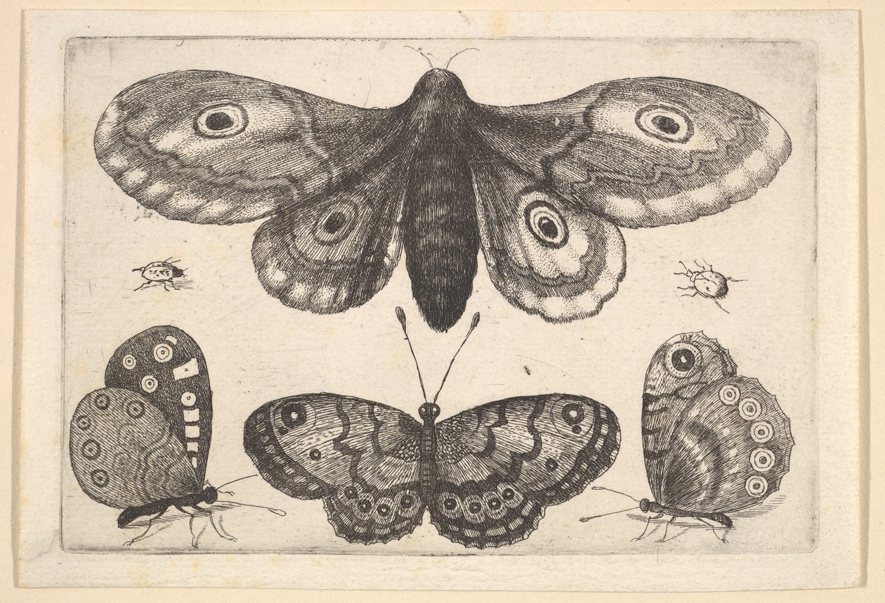 Můra, tři motýli a dva brouci, 1646. od Wenceslaus Hollar
