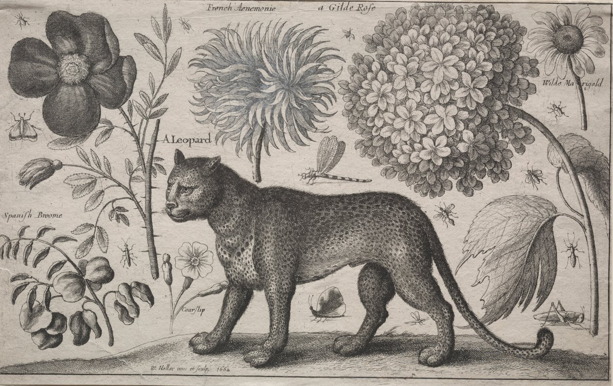 Zvířata a rostliny: Leopard s rostlinami a hmyzem od Wenceslaus Hollar