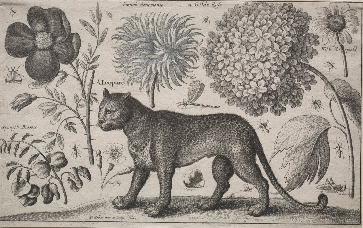 Zvířata a rostliny: Leopard s rostlinami a hmyzem, 1662. od Wenceslaus Hollar
