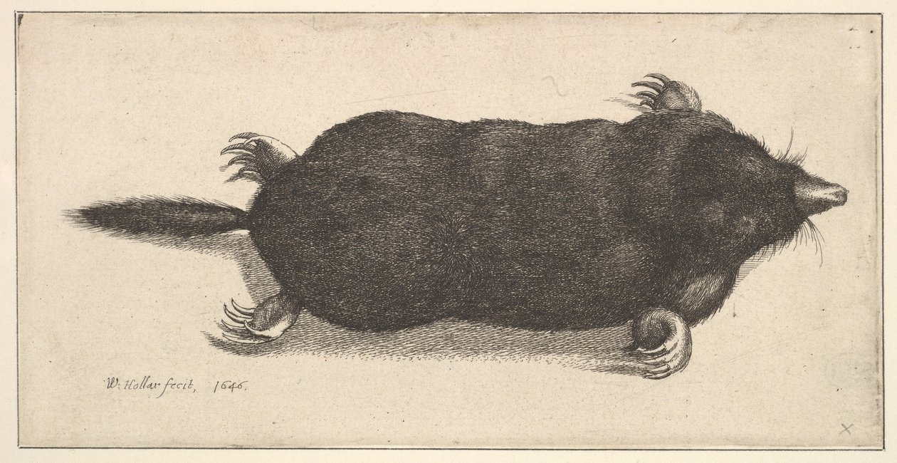 Mrtvý krtek, 1646. od Wenceslaus Hollar