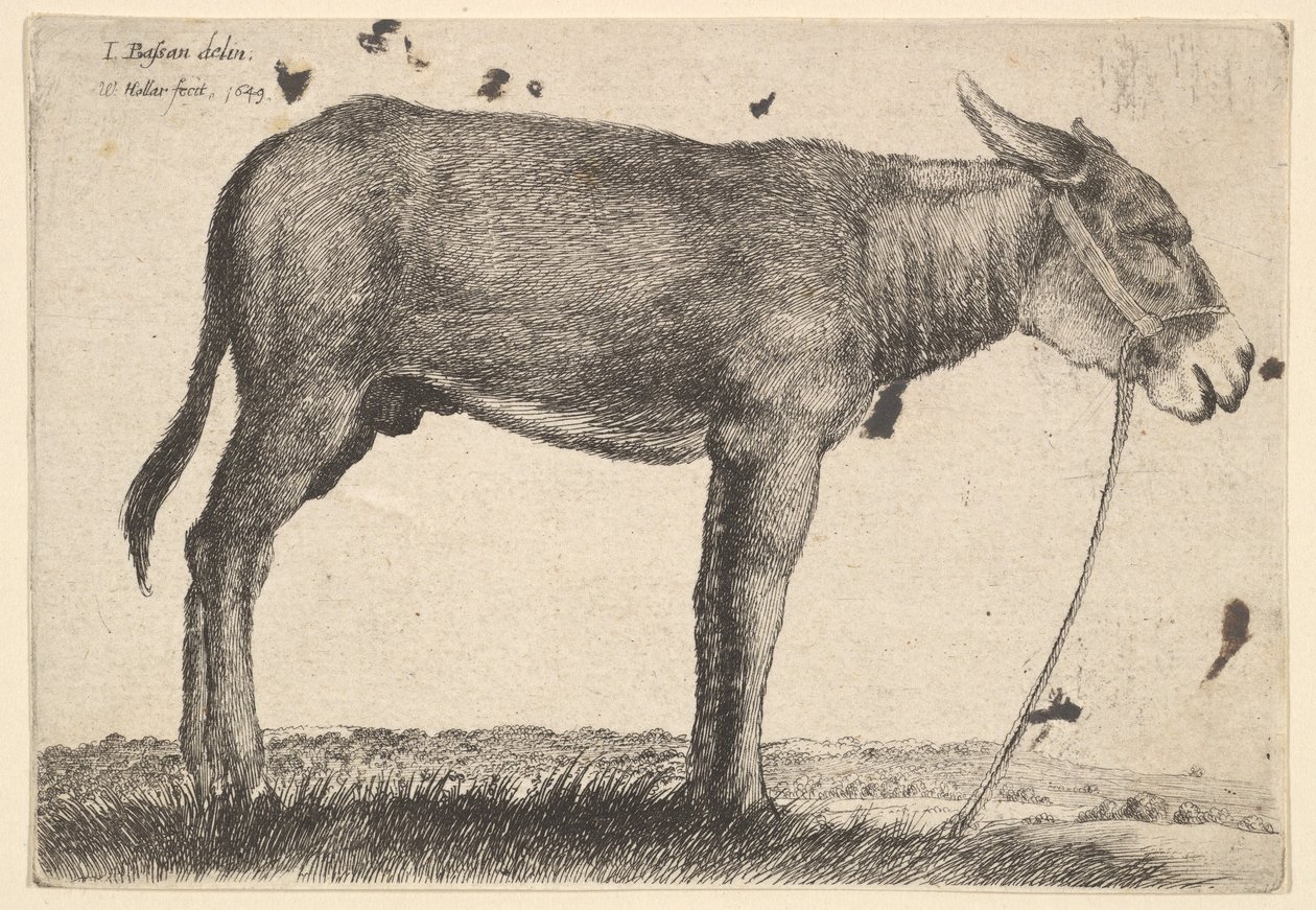 Osel, 1649. od Wenceslaus Hollar