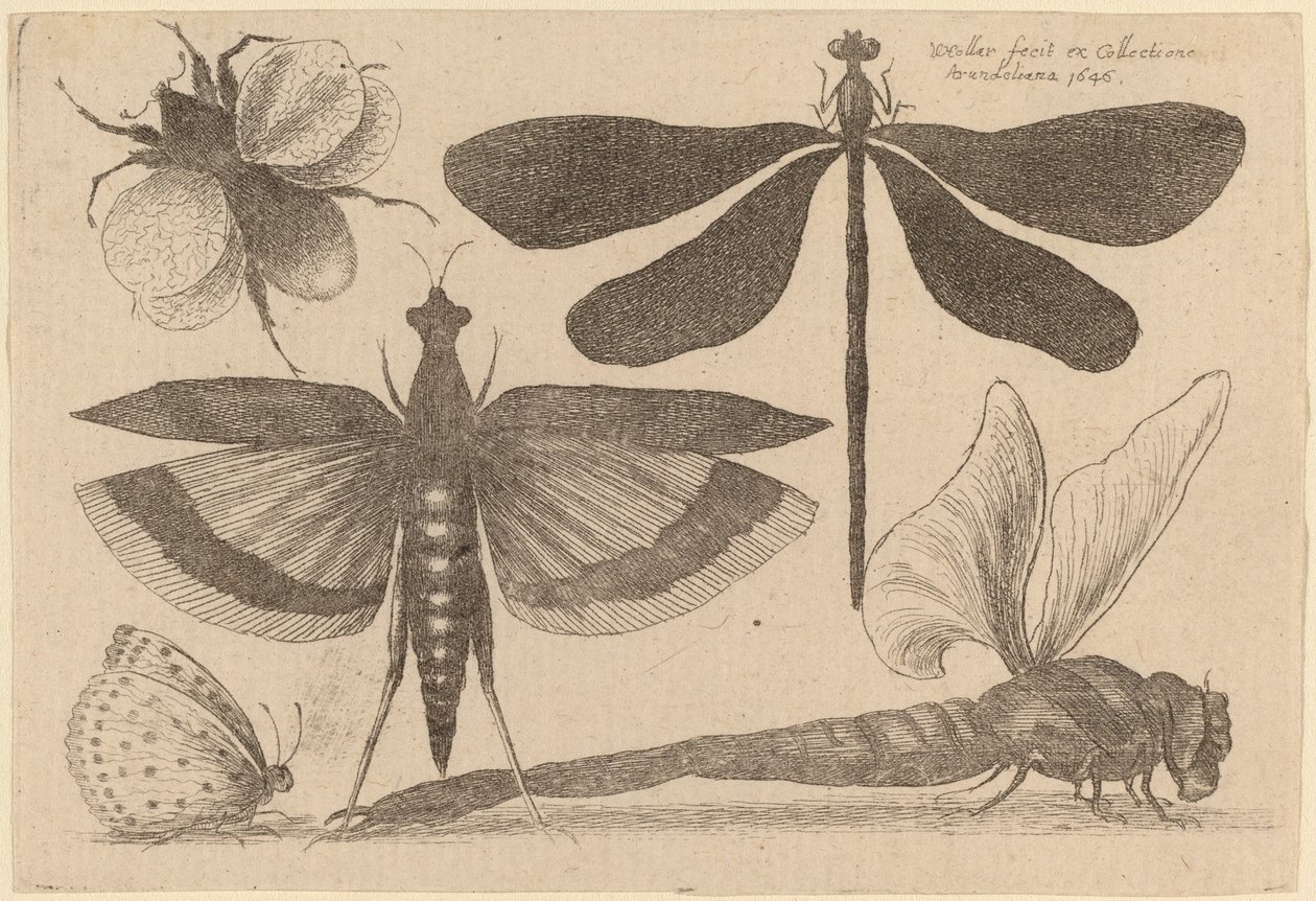 Vážky, čmelák a motýl od Wenceslaus Hollar