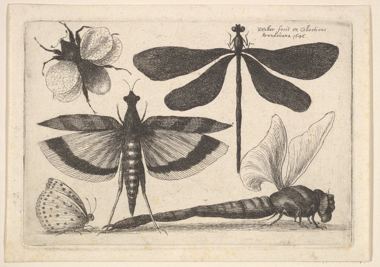 Vážky a čmelák, 1646. od Wenceslaus Hollar