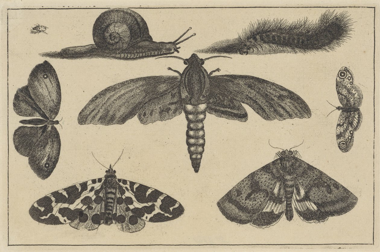 Tři můry, motýli, brouk, šnek a housenka Různý hmyz (název série) Diversae Insectorum (název série) od Wenceslaus Hollar