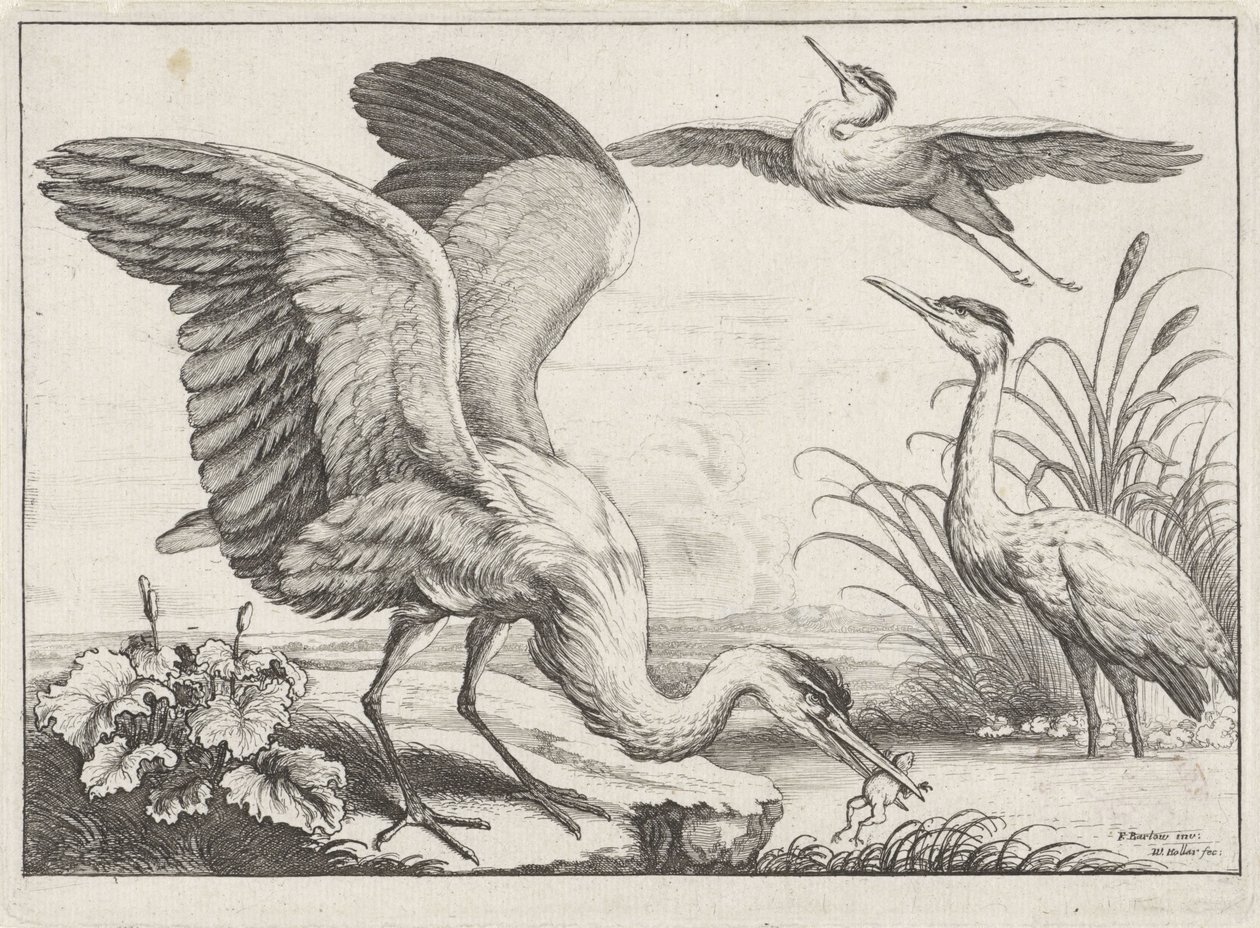tři volavky Druh Diversae avium (název série) Různí ptáci (název série) od Wenceslaus Hollar