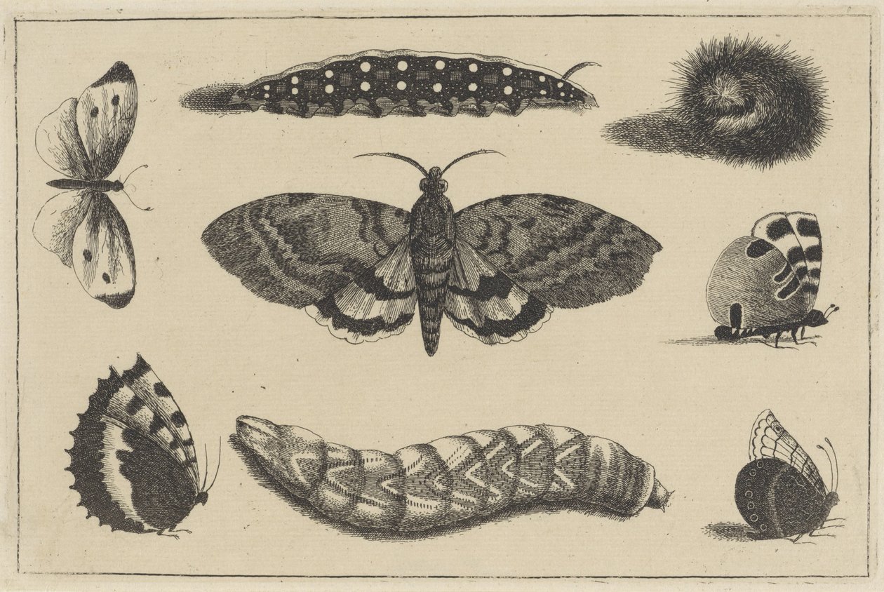 Tři housenky, můra a čtyři motýli Různý hmyz (název série) Diversae Insectorum (název série) od Wenceslaus Hollar