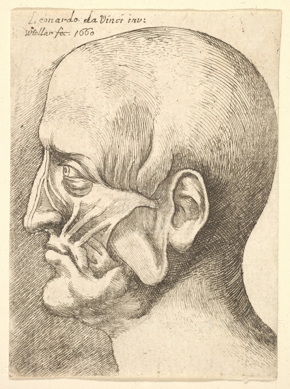 Ecorche hlava muže z profilu vlevo, 1660. od Wenceslaus Hollar