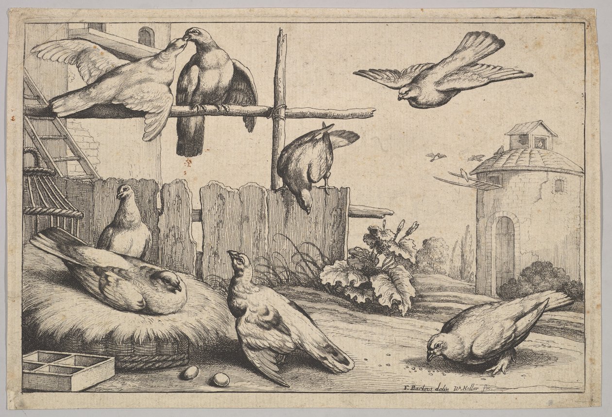 Osm holubic, 1625-77. od Wenceslaus Hollar