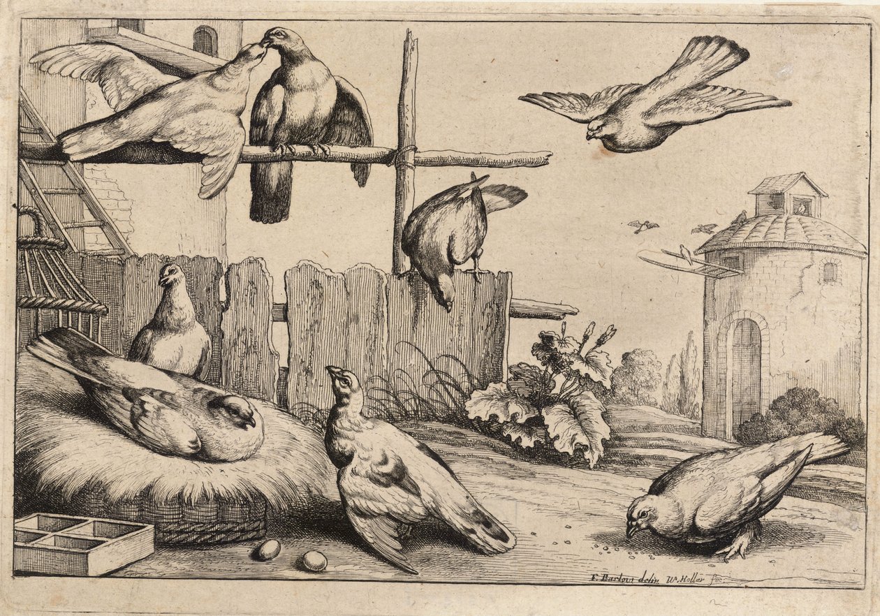 Osm holubic. stát 1 od Wenceslaus Hollar