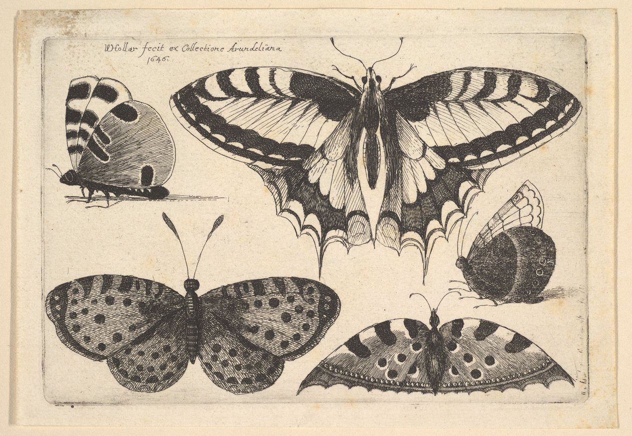 Pět motýlů, 1646. od Wenceslaus Hollar