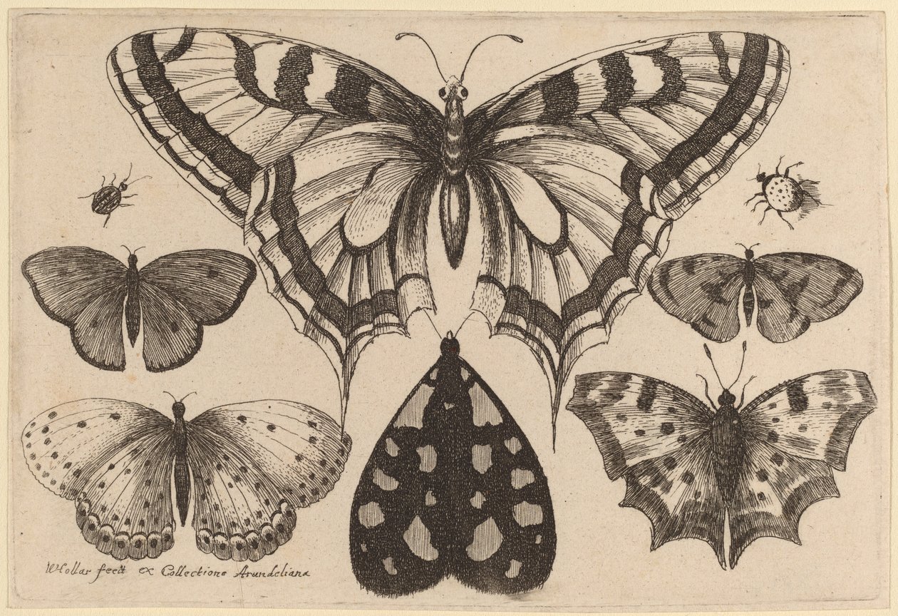 Pět motýlů, můra, brouk a pavouk od Wenceslaus Hollar