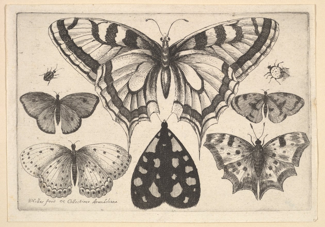 Pět motýlů, můra a dva brouci, 1646. od Wenceslaus Hollar