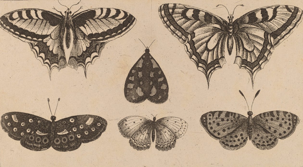 Pět motýlů a můra. od Wenceslaus Hollar