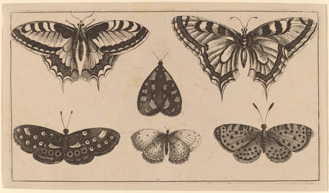 Pět motýlů a můra od Wenceslaus Hollar