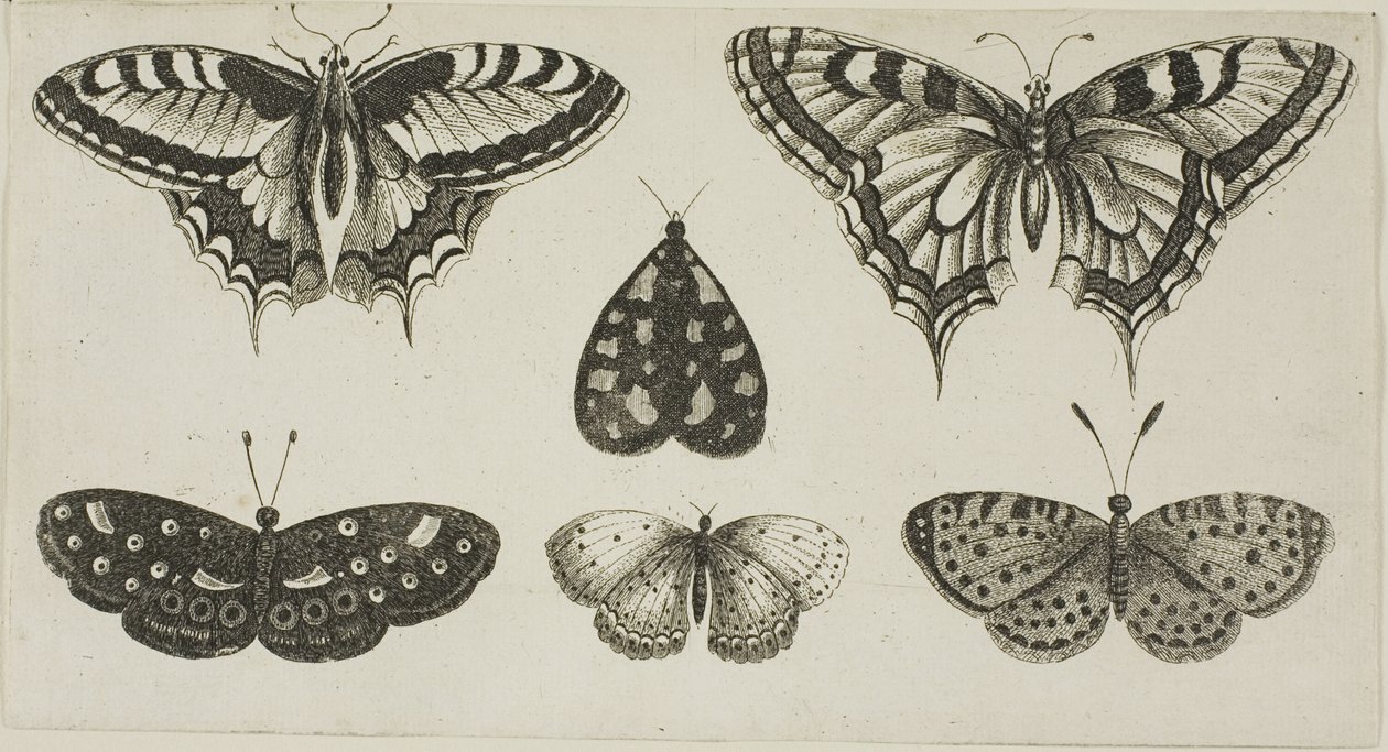 Pět motýlů a můra od Wenceslaus Hollar