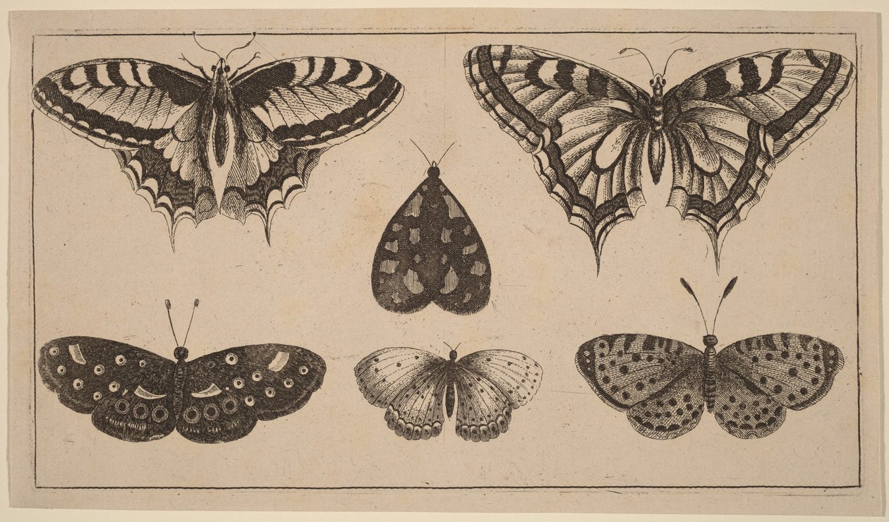 Pět motýlů a můra od Wenceslaus Hollar
