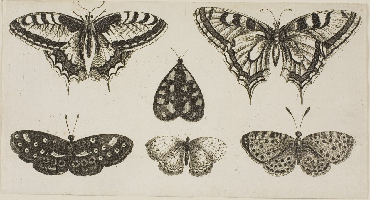 Pět motýlů a můra od Wenceslaus Hollar