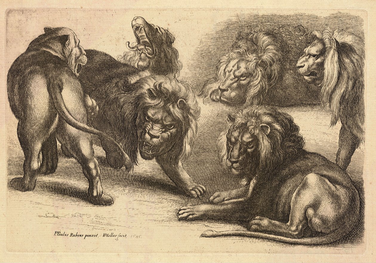 Pět lvů a lvice, po Rubensovi od Wenceslaus Hollar