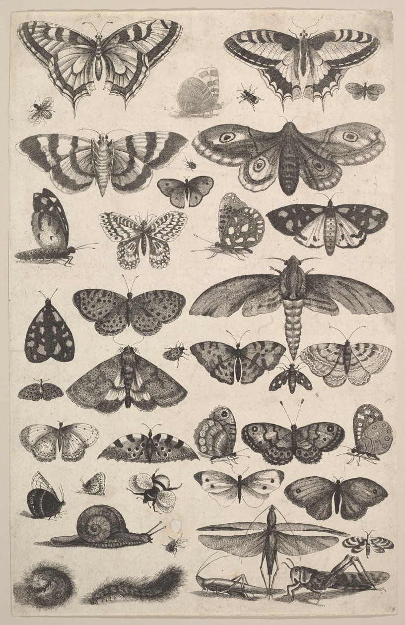 Čtyřicet jedna hmyzu, včetně můr a motýlů, 1625-77. od Wenceslaus Hollar