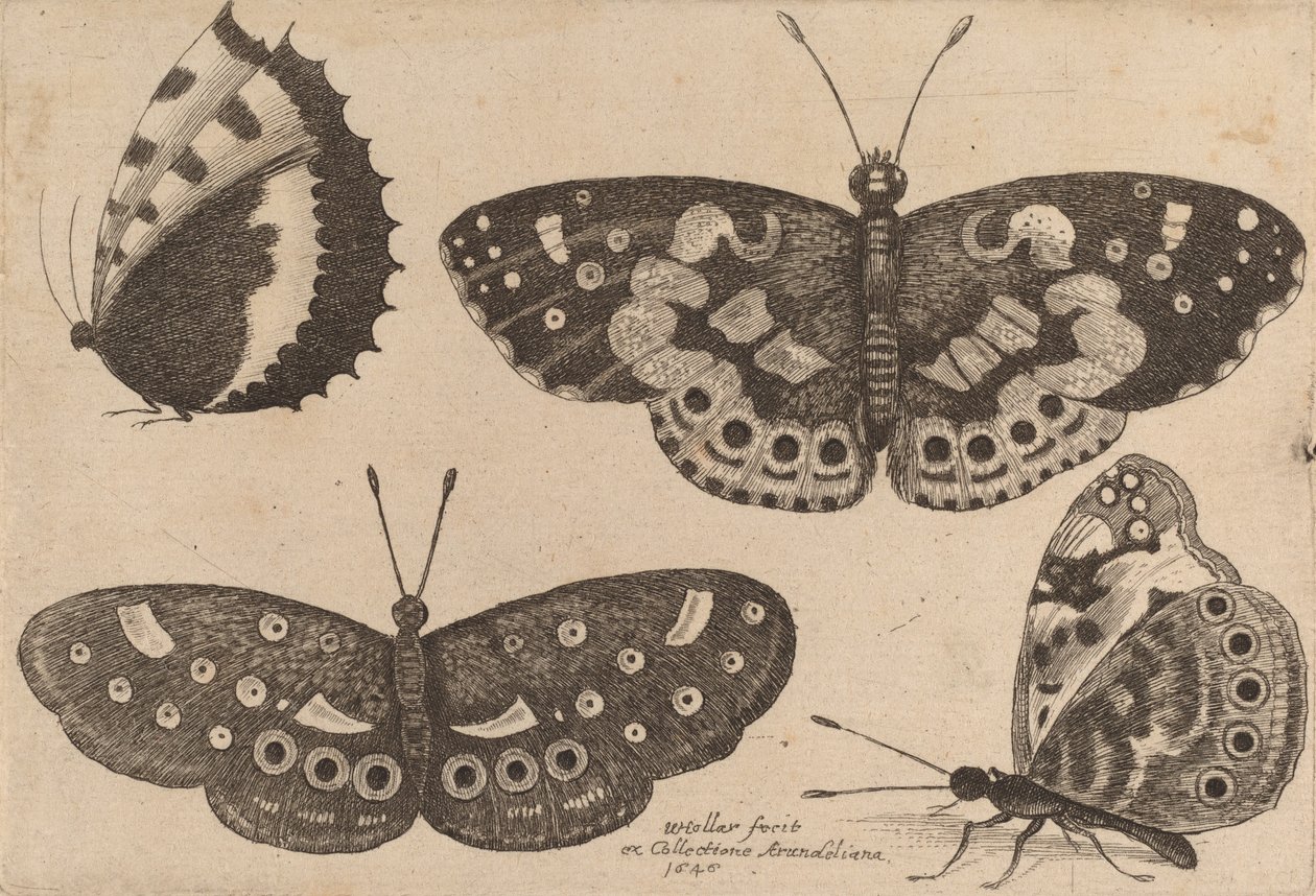 Čtyři motýli, 1646. od Wenceslaus Hollar