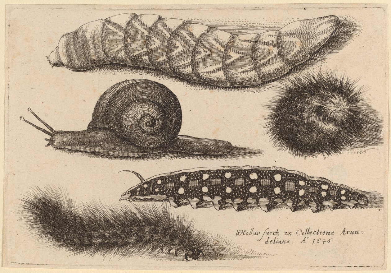 Four Caterpillars and a Snail   1236051   cs       czech Successfully Translated  Original: Watermill Translat: Watermill 1288452 cs czech Successfully Translated Original: Gezicht op woningen en antieke ruïnes aan rand van stad Italiaanse landschappen (se od Wenceslaus Hollar