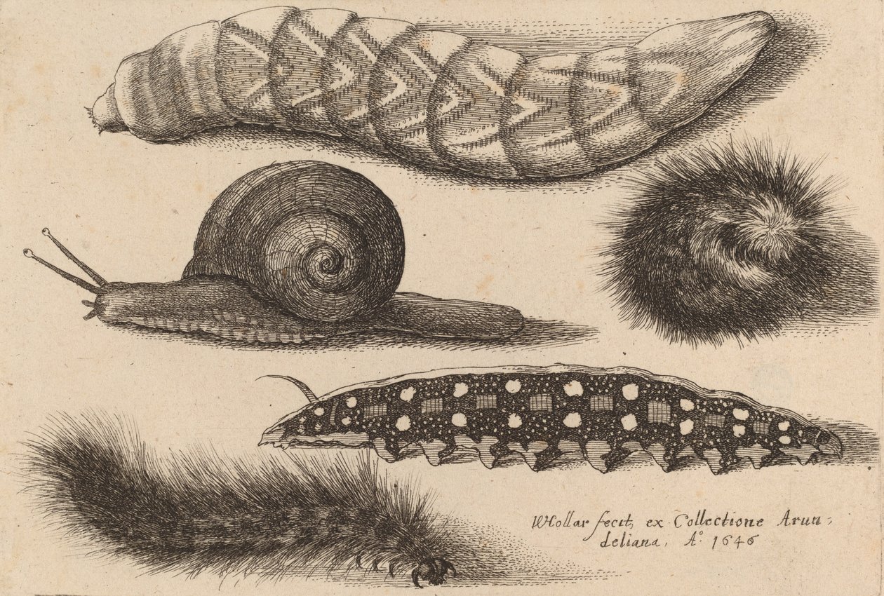 Čtyři housenky a šnek, 1646. od Wenceslaus Hollar