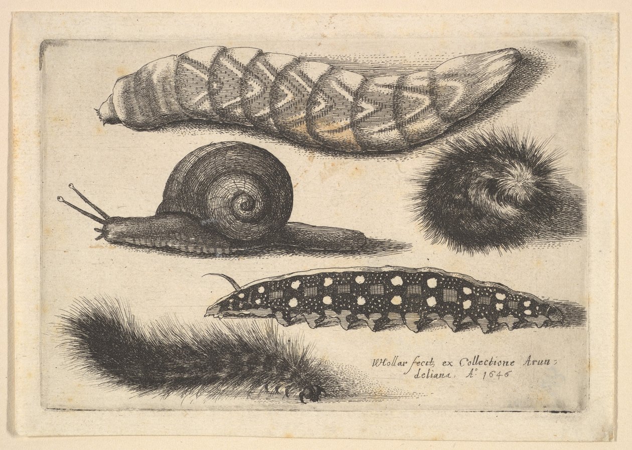 Čtyři housenky a šnek, 1646. od Wenceslaus Hollar
