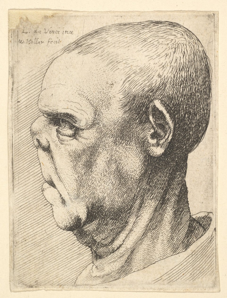 Groteskní stařec se zploštělým nosem z profilu vlevo, 1625-77. od Wenceslaus Hollar