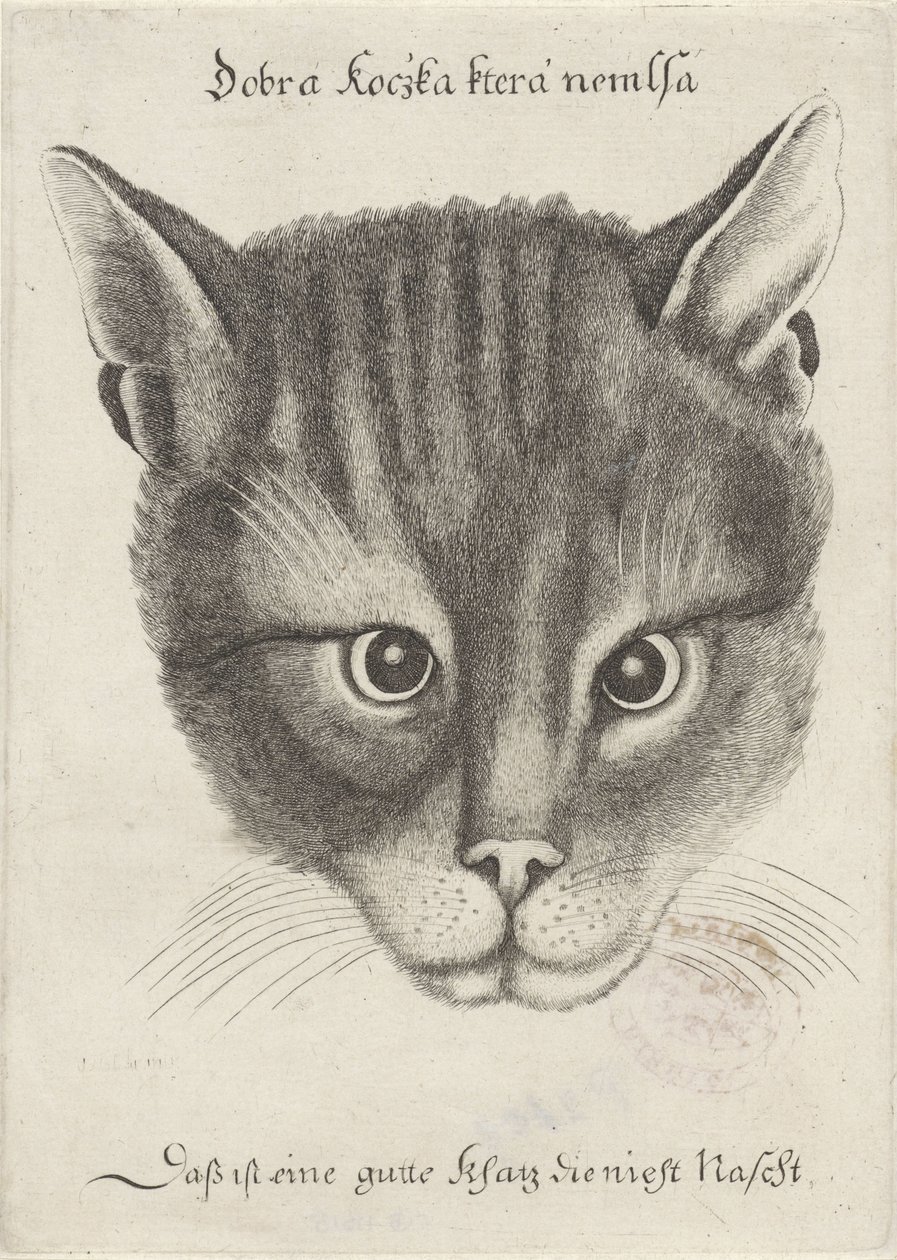 Hlava kočky od Wenceslaus Hollar