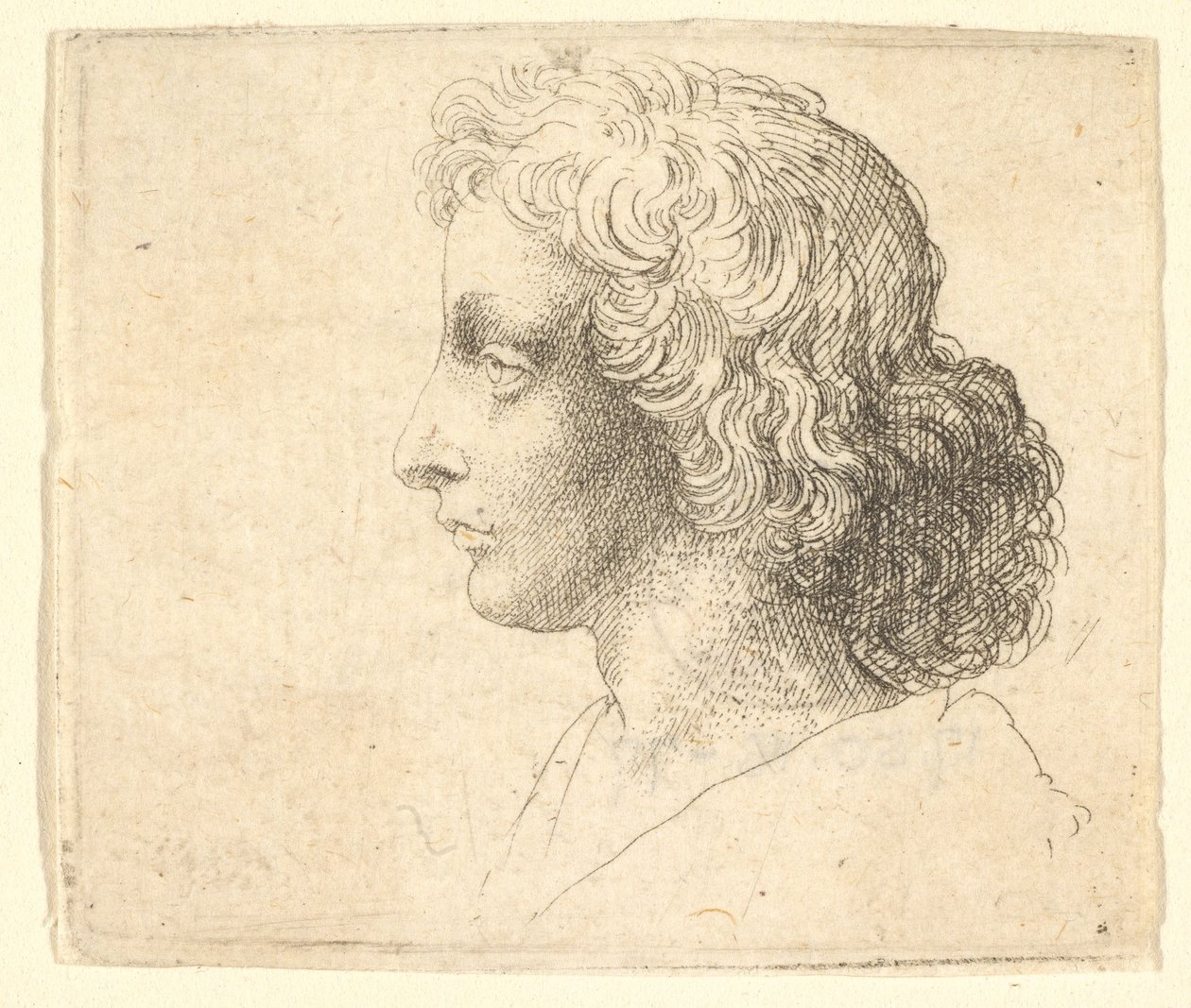 Hlava mladého muže s dlouhými vlasy z profilu vlevo, 1644-52. od Wenceslaus Hollar