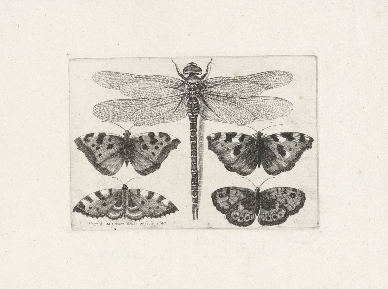 Vážka a čtyři motýli od Wenceslaus Hollar