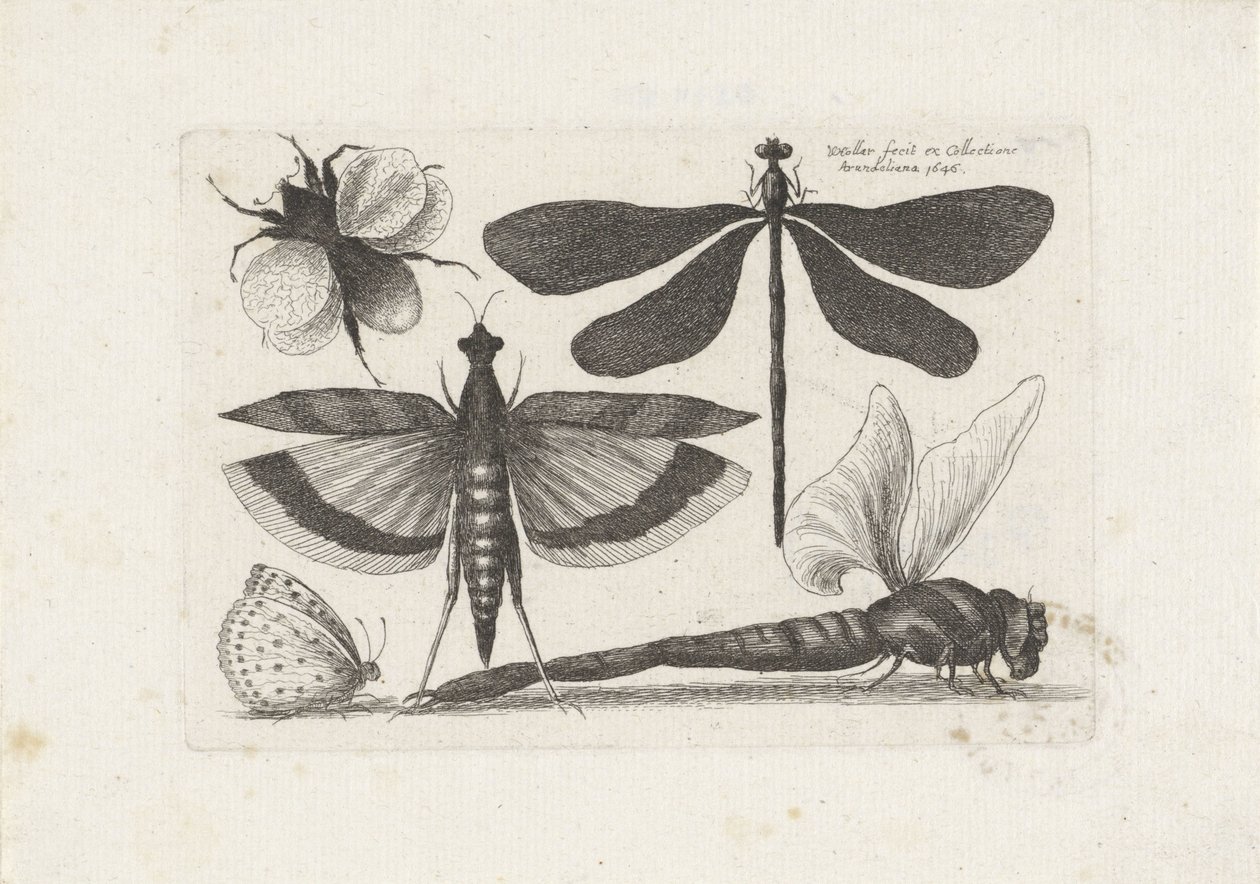 Vážky, motýl a čmelák Hmyz (název série) Muscarum Scarabeorum (název série) od Wenceslaus Hollar
