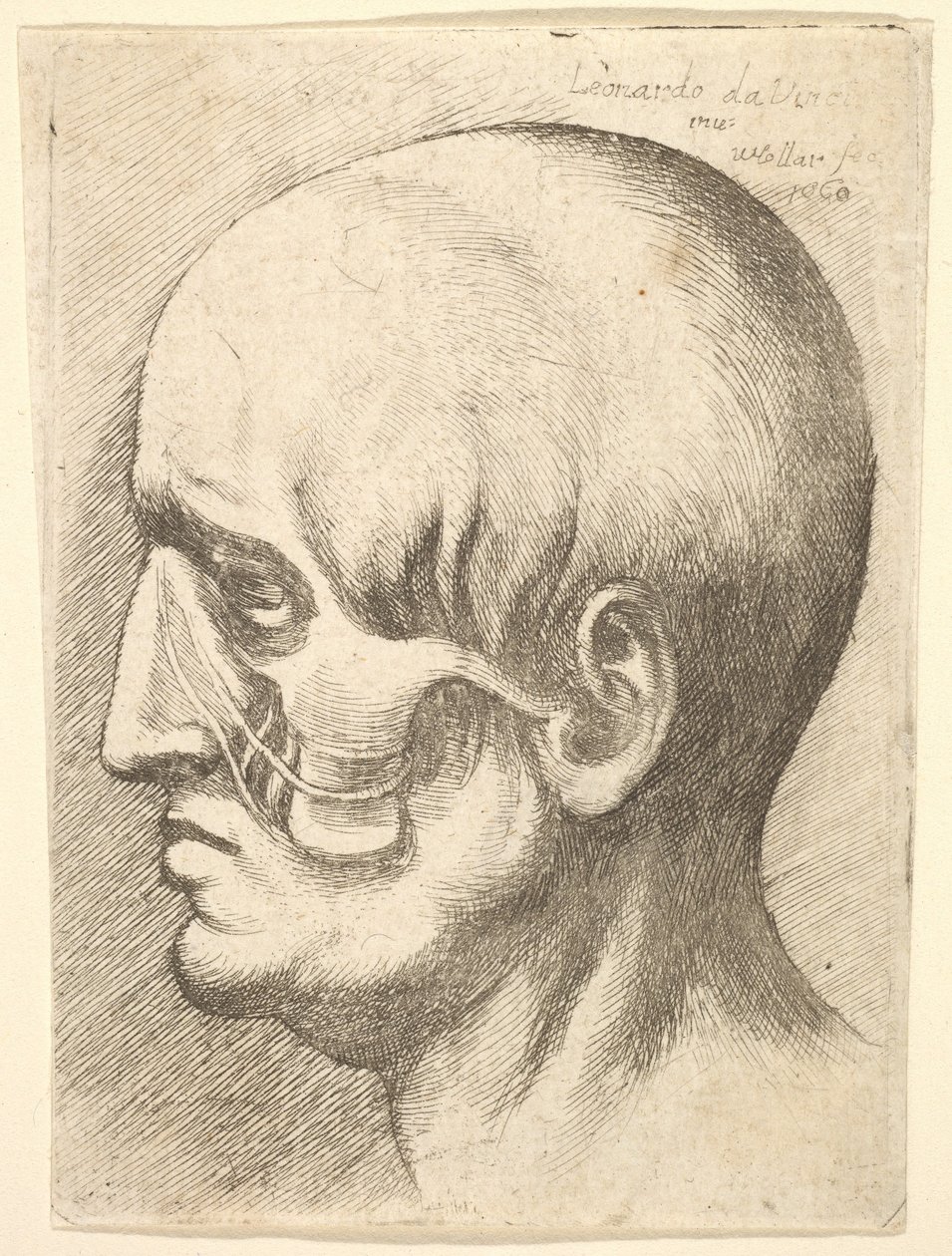 Mužská hlava z profilu vlevo s odhalenými svaly, 1660. od Wenceslaus Hollar