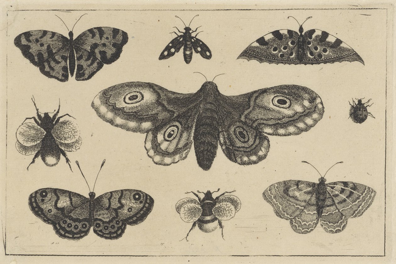 Můra, čtyři motýli, dva čmeláci a dva další hmyz Různý hmyz (název série) Diversae Insectorum (název série) od Wenceslaus Hollar