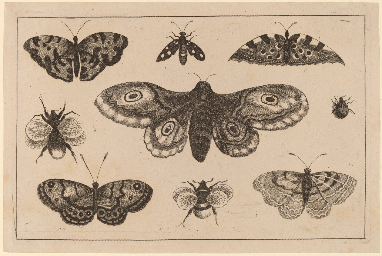 Můry, motýli a včely od Wenceslaus Hollar