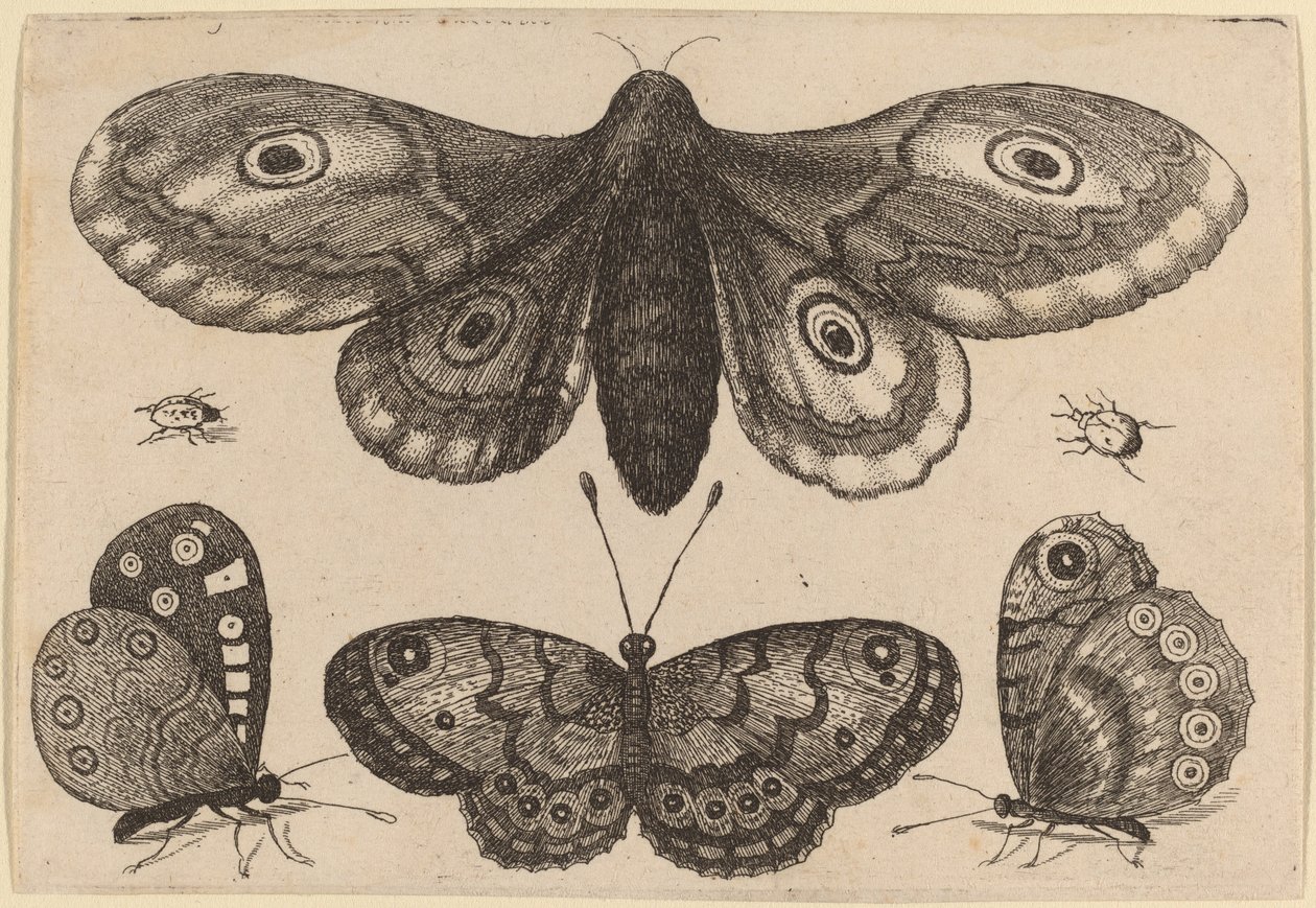 Můra, tři motýli a dva brouci od Wenceslaus Hollar