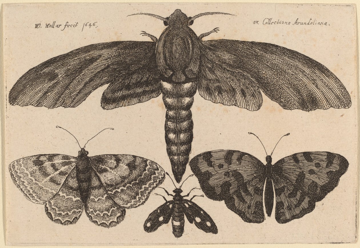 Můra a tři motýli od Wenceslaus Hollar
