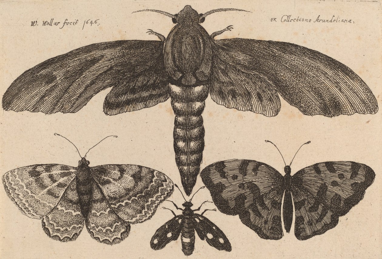 Můra a tři motýli, 1646. od Wenceslaus Hollar