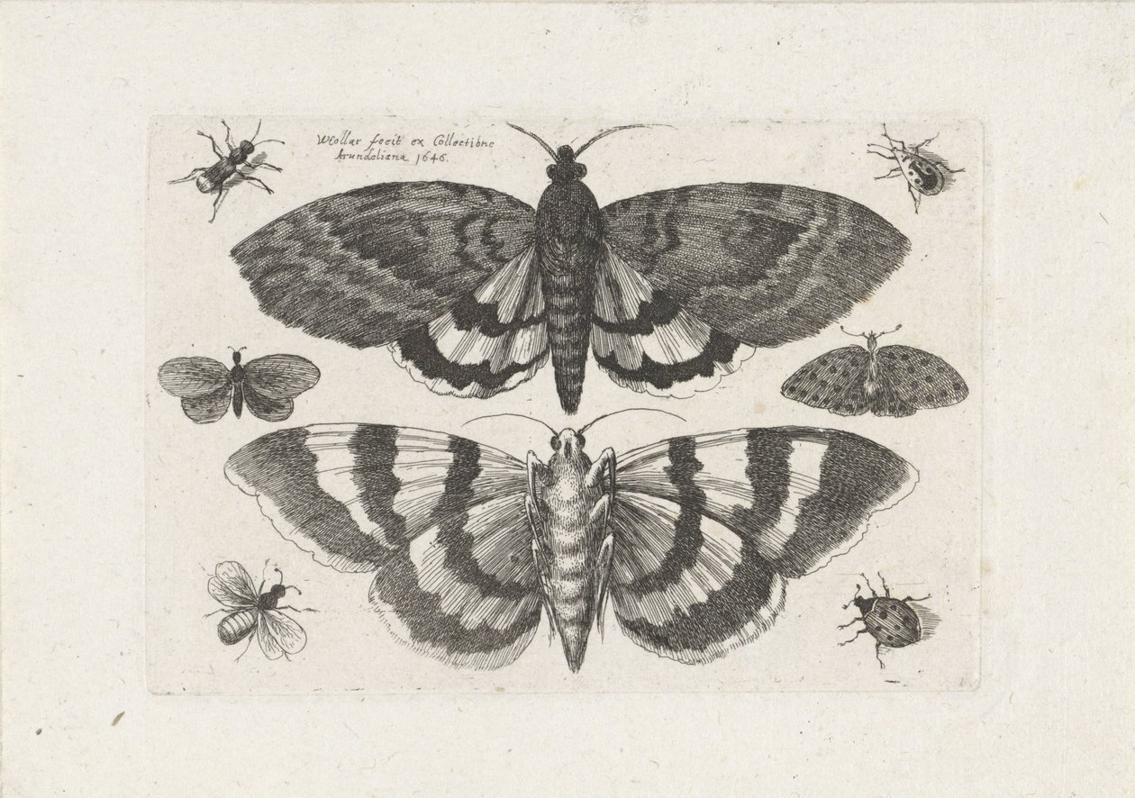 Můry a drobný hmyz Hmyz (název série) Muscarum Scarabeorum (název série) od Wenceslaus Hollar